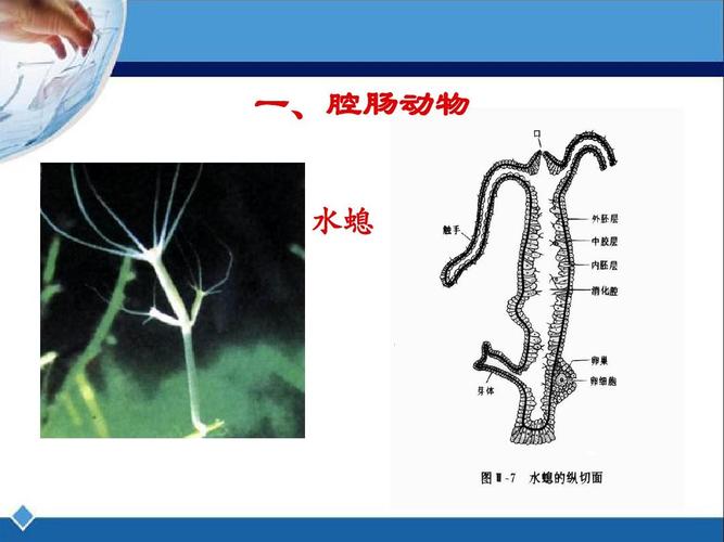 一,腔肠动物 水螅