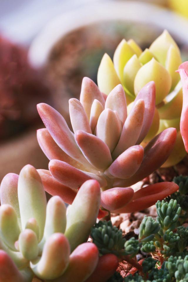 精选养眼可爱多肉超清手机植物壁纸