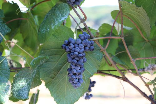 山葡萄图片山葡萄藤本野菜植物图片