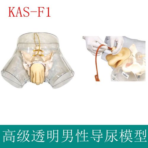 高级透明男性导尿模型男性导尿展示模型插管导尿人体模型教学培训