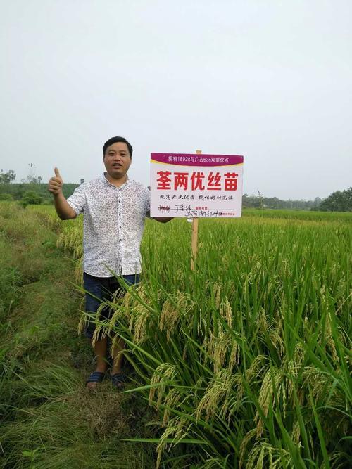 荃两优丝苗绽放上高:源于1892s,超越1892s,抗倒中的丝