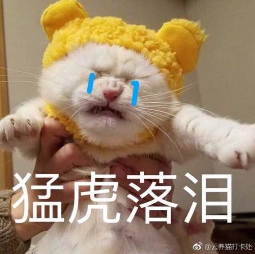 猛虎落泪