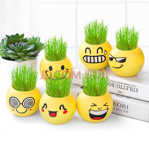 【长草娃娃】6盆装 可备注款式
