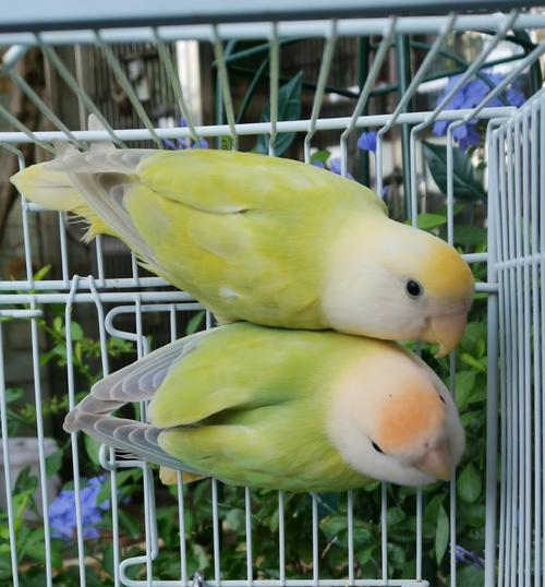 合法面类手牡丹鹦鹉活体雏鸟幼鸟亲人苹果绿澳鸟