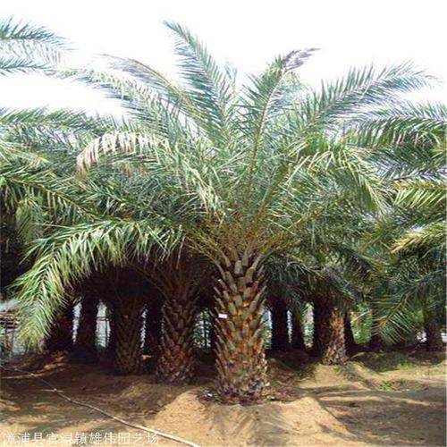 精选脱杆银海枣树雄伟银海枣树供应自家场地直销