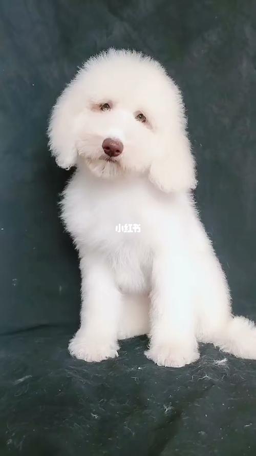 白色巨贵_疫苗_宠物_狗