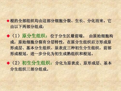 它 由以下两部分组成:  (1)原分生组织:位于分生区最前端.