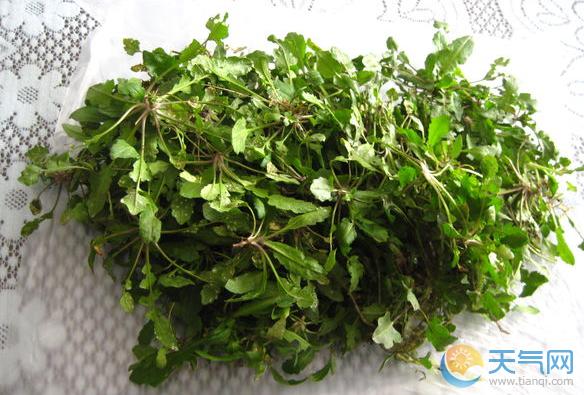 野芥菜的功效与作用 野芥菜怎么做好吃