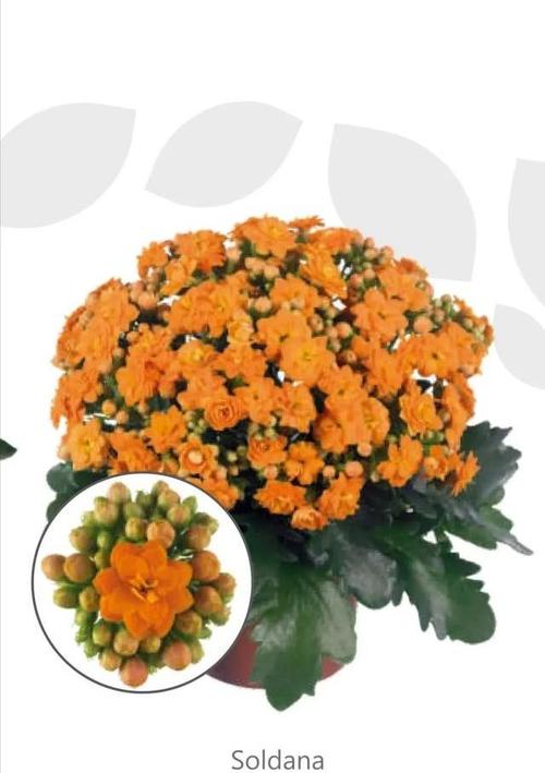 索尔丹:羽叶橙色,开花2-3层,刚开花是浅黄色,随后慢慢变成橙色.