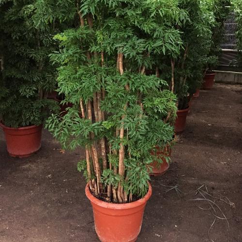盆栽绿植甲醛客厅羽叶福禄福禄寿盆景大型植物大型绿植