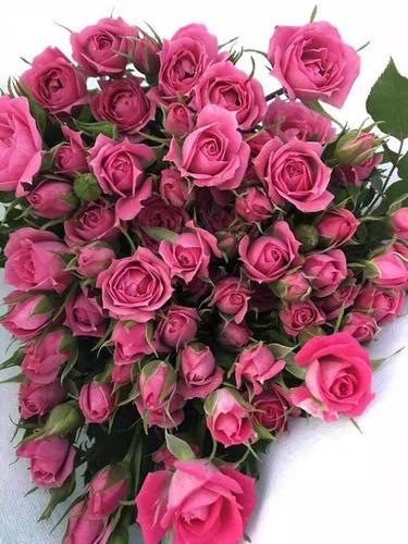 4pp多头玫瑰-粉红女郎-10枝/扎