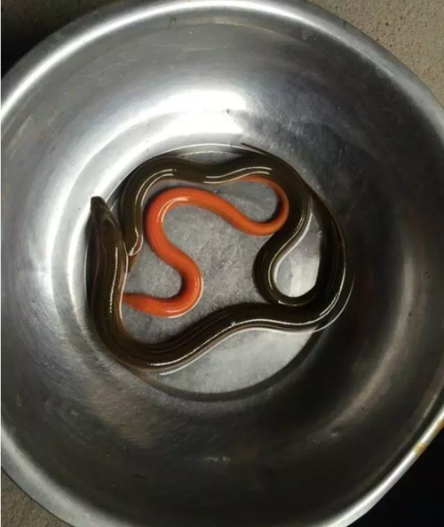 2, 绍兴男子捉到罕见"土豪黄鳝"