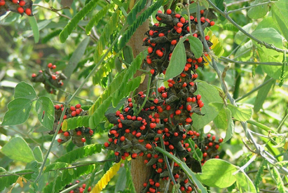 鸡母珠的叶子有毒吗 鸡母珠叶泡水的功效