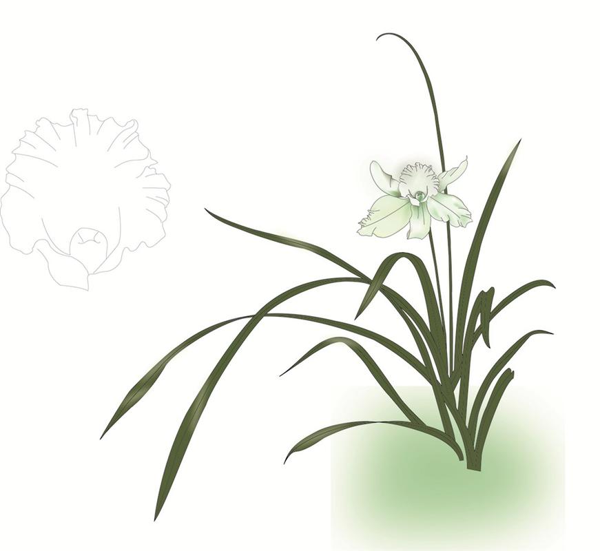 手绘兰花图片素材