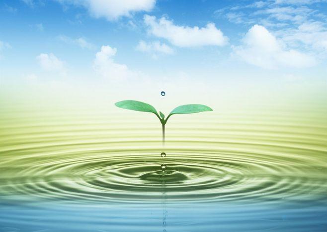 空气和水的绿意图片