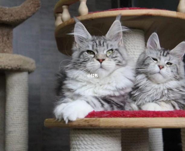 缅因猫银虎斑加白妹妹_缅因猫_宠物_猫
