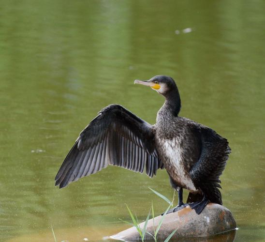 生死相依 一对鸬鹚鸟的爱情故事