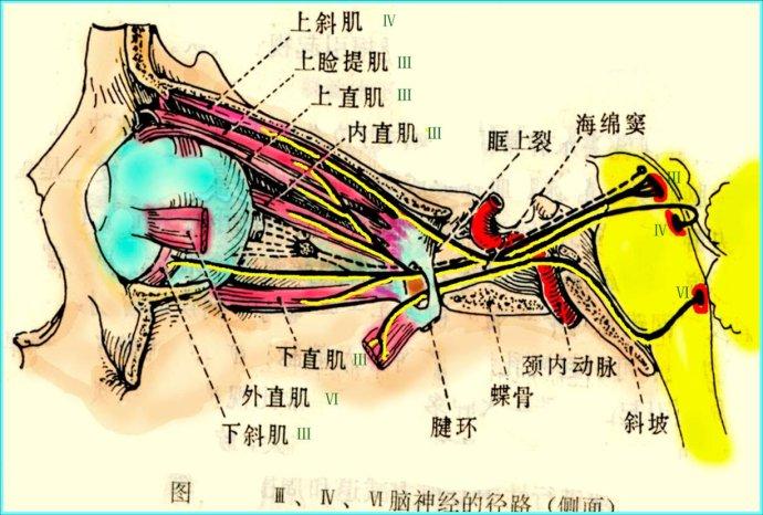知道了每块眼肌的功能和神经支配,我们就可以从病人的