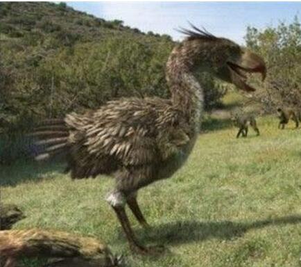 骇鸟 骇鸟又名恐怖鸟,鸟型肉食类动物,跟剑齿虎同一个时期,它跟