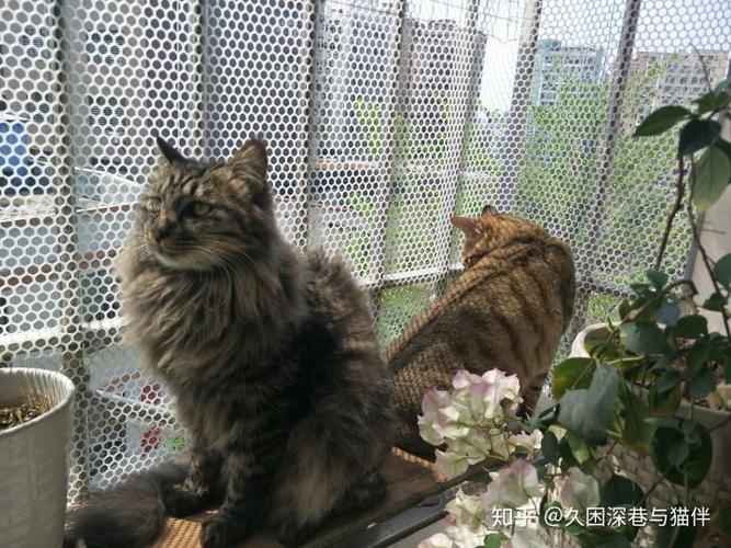 今天养了两年的猫从楼上摔下来死了.