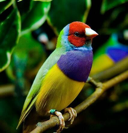 高彩90一只 金背120一只 稀有品种15-400一只 追问: 那里有卖七彩文鸟