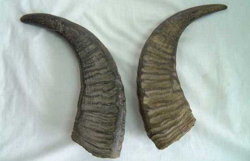 水牛角是中药犀角的代用品,别称牛角尖,沙牛角等,为牛科动物水牛