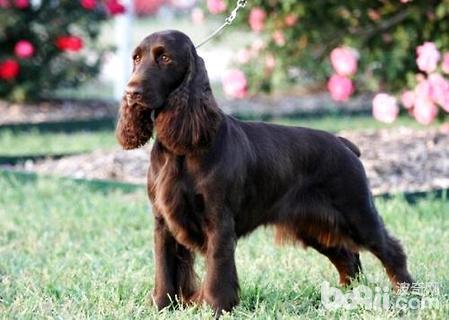 戈登雪达犬高智商吗戈登雪达犬详细介绍