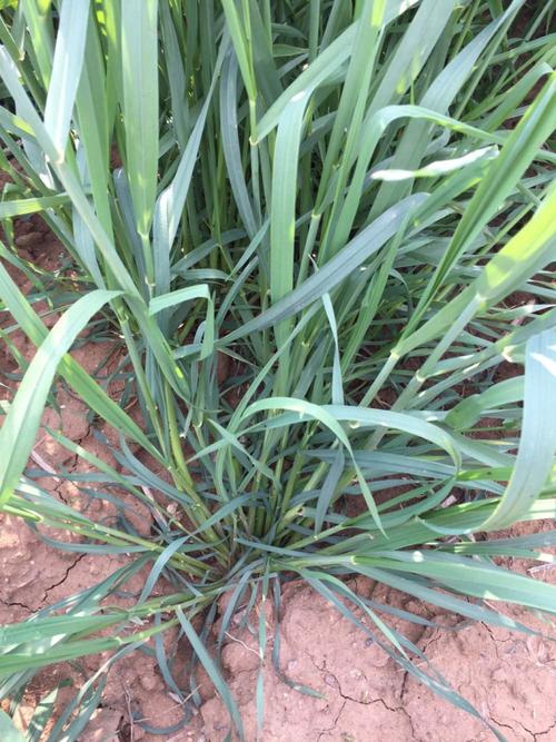 冬牧70黑麦草种子一年生南方北方四季种植多年生牧草养猪牛羊草籽