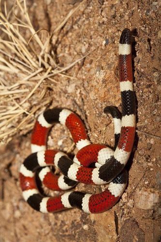 新蛇亚目·眼镜蛇科:珊瑚蛇(亚利桑那)