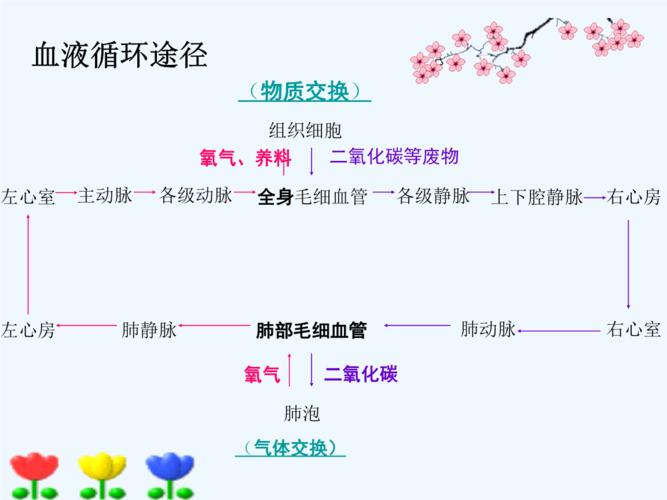 八年级生物心脏与血液循环ppt19页