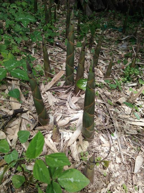 秦岭竹笋干~原,无公害