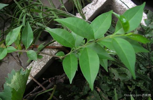 青木香那特别的功效必看