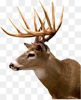 鹿头鹿角图片大全