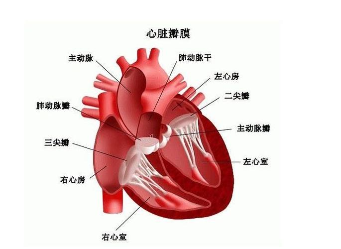 心内科医生告诉你瓣膜反流是个什么东西