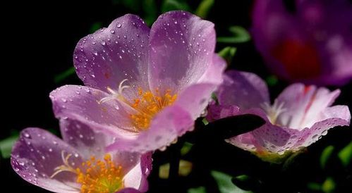 午时花图片观赏午时花的作用