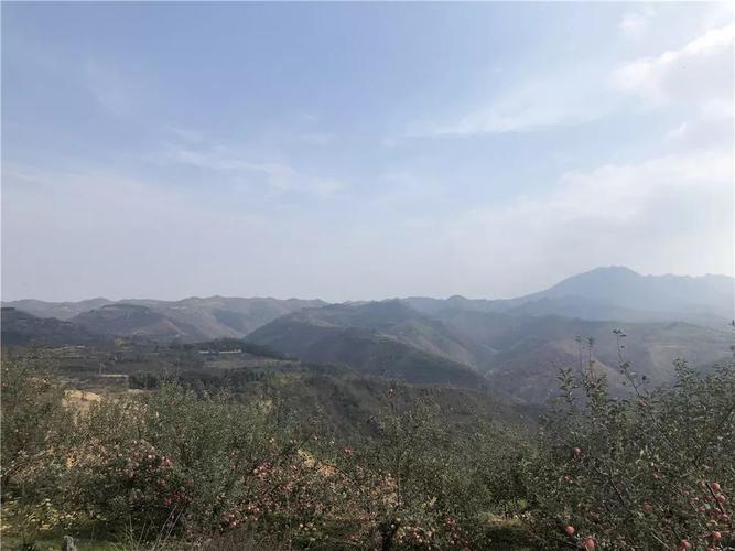 爱心传递:灵宝寺河山贫困村富硒苹果认购,39.9元一箱爱心帮扶!