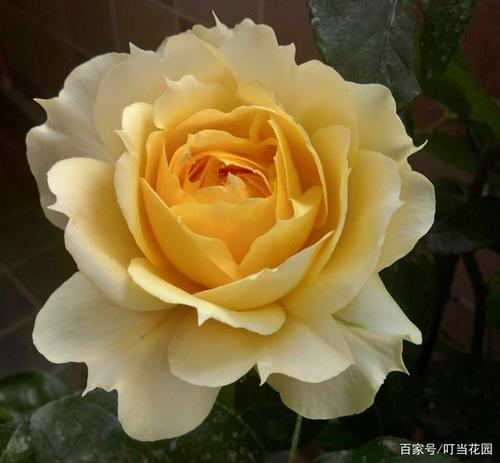 一朵花就能香满整个阳台,阳光古董,被低估的月季切花