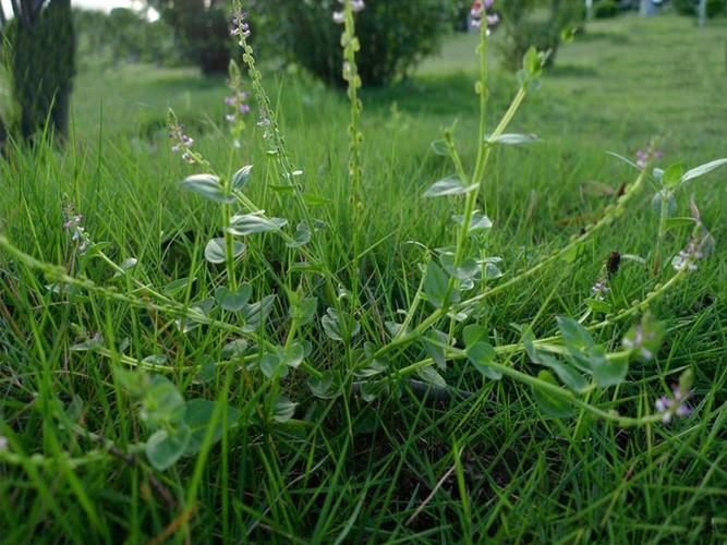  p>吹云草,为远志科植物齿果草的全草.