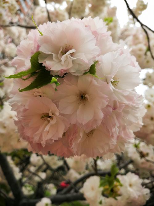 汉语形容美女笑靥如花,我说这樱花——花如笑靥.