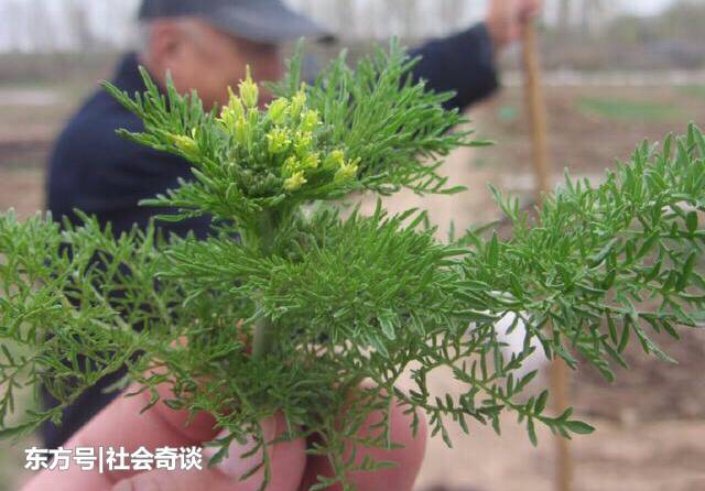 有什么营养价值?