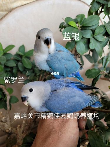 蓝银,紫罗兰_鹦鹉_牡丹_手养牡丹鹦鹉_宠物_宠物其他