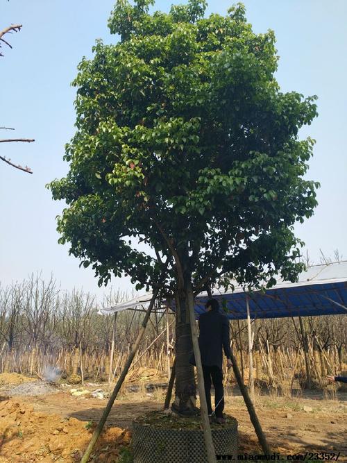 重庆秋枫,重庆秋枫基地,重庆秋枫供应商,重庆秋枫价格