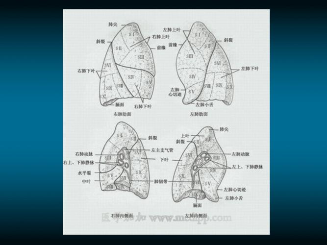 肺的x线解剖.ppt