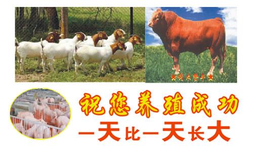 高价上门回收牛羊肥猪名片模板免费下载