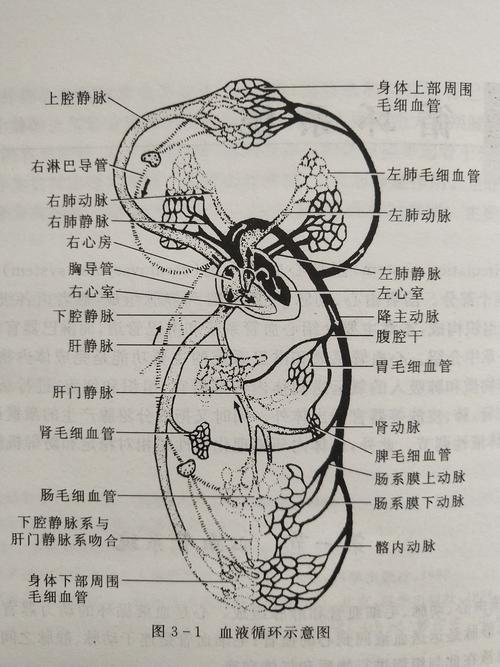 循环系统结构图 画图题↑ 第一节-心血管系统 由心 动脉 毛细血管