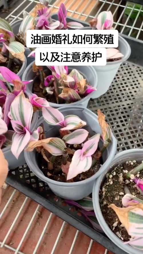 婚礼油画的养殖方法和注意事项