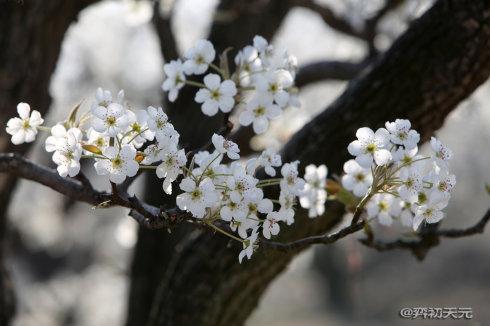 实拍:梨花盛开的大兴梨园【组图】