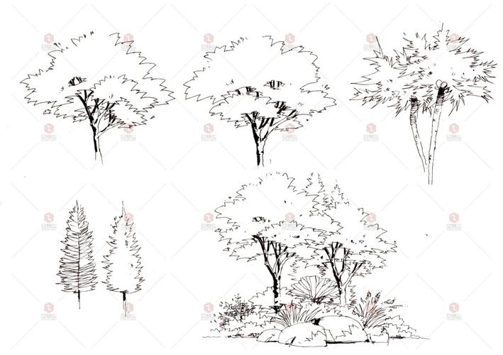 【植物单体】早,一起手绘树吧_手绘_叫我知识分享家_文化_绘画