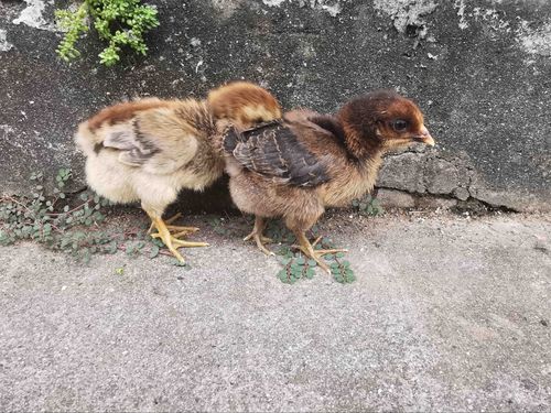 小鸡孵化过程