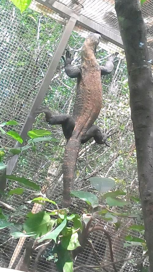 世界十大动物园之新加坡动物园!